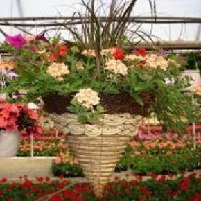 cone shaped hanging planter Concepts_12" Hex Hanging Cone w/hanger/stand – Prairie Blossom Nursery