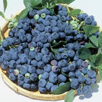 Vaccinium corymbosum 'Blueray' Blueberry  Bush