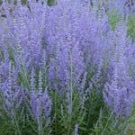 Perovskia 'Crazy Blue' (Russian Sage)