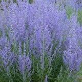 Perovskia 'Crazy Blue' (Russian Sage)