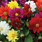 Dahlia 'Figaro Mix'