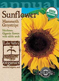 Organic Sunflower Mammoth GrayStripe Heirloom