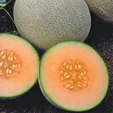 PBN Cantaloupe Ambrosia /15 seeds