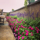 Vinca Titan™ Series (15 varieties)