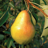 Pyrus 'Bartlett' Pear Tree
