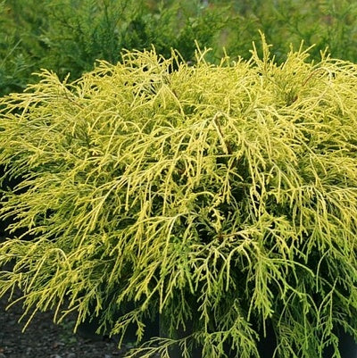Chamaecyparis pisifera 'King’s Gold' False Cypress