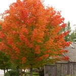 Acer Red Maple 'October Glory®'