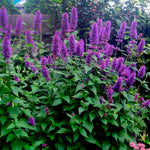 Agastache Anise 'Blue Boa' Hummingbird Mint