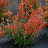 Agastache Anise 'Kudos Red' Hummingbird Mint