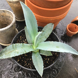 Blue Agave 'Century Plant'