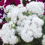 Ageratum Aloha Series