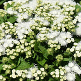 Ageratum Aloha Series