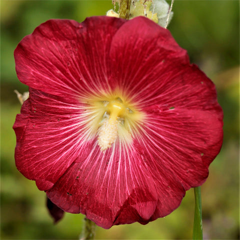 Alcea rosea Spotlight™ 'Mars Magic' (Hollyhock)