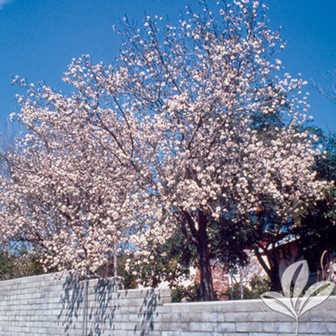 Prunus dulcis 'Hall's Hardy' Almond Tree