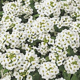 Alyssum Easter Bonnet Mix