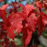 Acer Flame Amur Maple