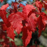 Acer Flame Amur Maple