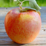 Malus Multi Grafted Apple Tree