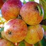Malus Multi Grafted Apple Tree