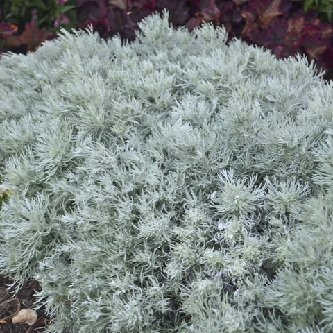 Artemisia schmidt Silver Mound