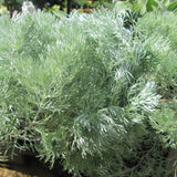 Artemisia schmidt Silver Mound