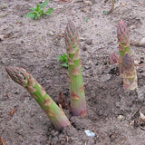 Asparagus 'Jersey Knight' (each crown) Hybrid
