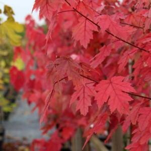 Acer 'Autumn Blaze' Maple Tree