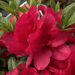Azalea Bloom-A-Thon® Red Rebloomer