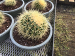 Cactus Barrel Echinocactus