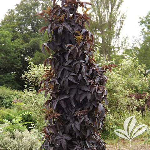 Sambucus nigra 'Black Tower' Elderberry