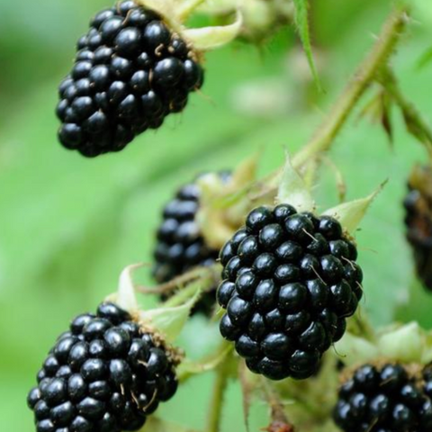 Rubus Blackberry 'Black Satin Thornless'