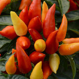 Blaze Ornamental Pepper bs