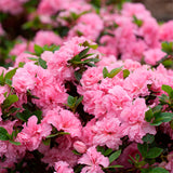 Azalea Bloom-A-Thon® Pink Double  PP21477
