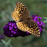 Buddleia Buzz™ Midnight Butterfly Bush