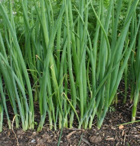 6.5" Potted Bunching Onions