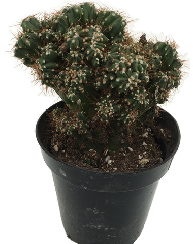 Cactus MC 'Monstrose' Cereus peruvianus
