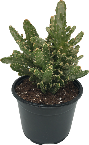 Cactus 'Joseph's Coat' Opuntia monacantha f. monstruosa variegata