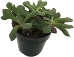 Succulent/Cactus Mimicry Plant Anacampseros rufescens