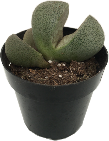 Cactus Mimicry Plant 'Split Rock' Pleiospilos nelii