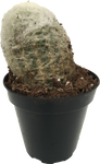 Cactus MC Peruvian 'Old Lady' Espostoa melanostele