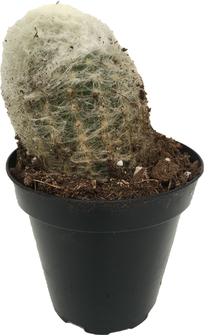 Cactus MC Peruvian 'Old Lady' Espostoa melanostele