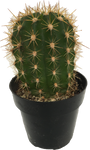 Cactus Asst. Trichocereus grandiflorus Hybrid