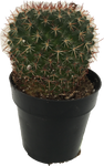 Cactus_Mammillaria Mystax