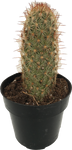 Cactus Asst. Mammillaria elongata 'Pink Nymph'