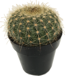 Cactus_Notocactus magnificus