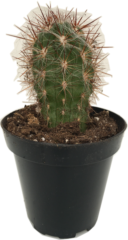 Cactus MC 'Old Man' Oreocereus celsianus