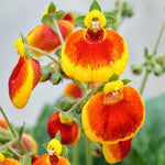 Calceolaria Calynopsis™ 'Yellow Red Eye'