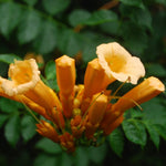 Campsis 'Flava' Yellow Trumpet Vine