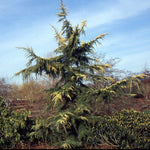 Cedrus 'Aurea Wells' Cedar