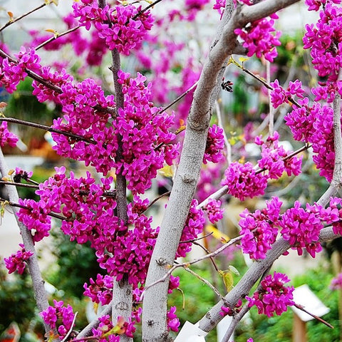 Cercis Oklahoma Redbud Tree